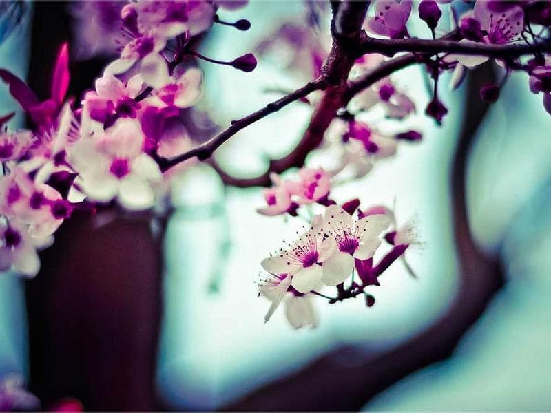 大きすぎるナス 5本